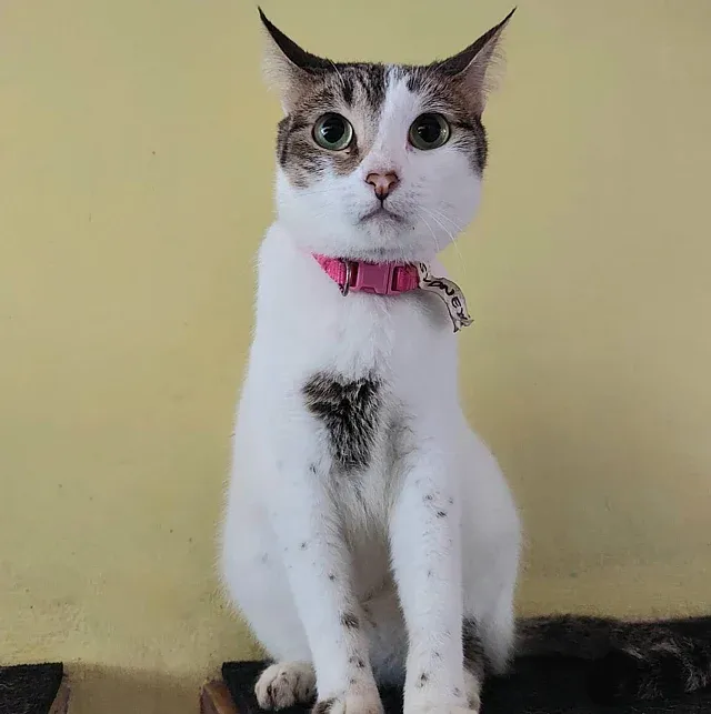 Posa Black Cute 16 - Image 1